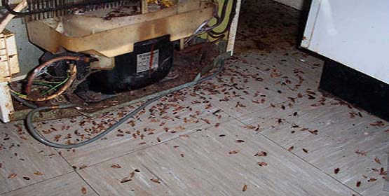 Санэпидемстанция от тараканов в Набережных Челнах, вызвать, цены