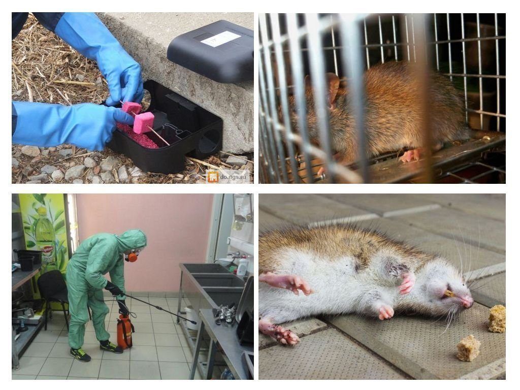 Дератизация от грызунов от крыс и мышей в Набережных Челнах