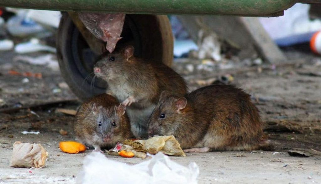Травить грызунов крыс и мышей в Набережных Челнах