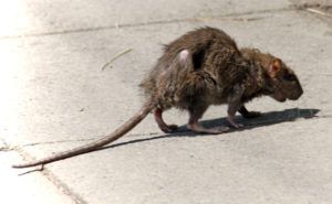 Фирма по уничтожению грызунов, крыс и мышей в Набережных Челнах