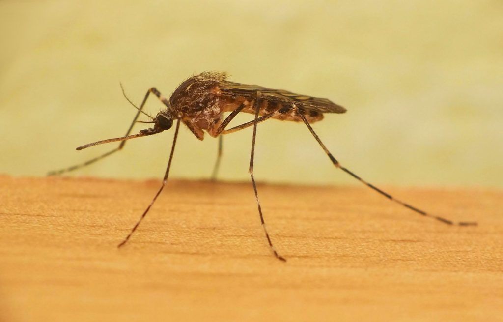 Уничтожение комаров в Набережных Челнах