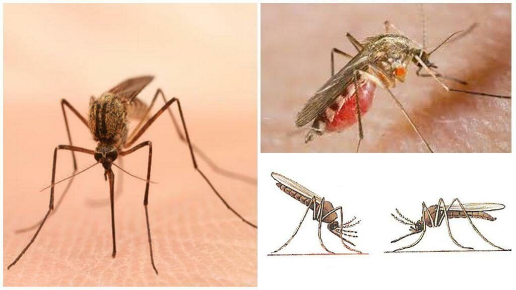 Уничтожение комаров в Набережных Челнах