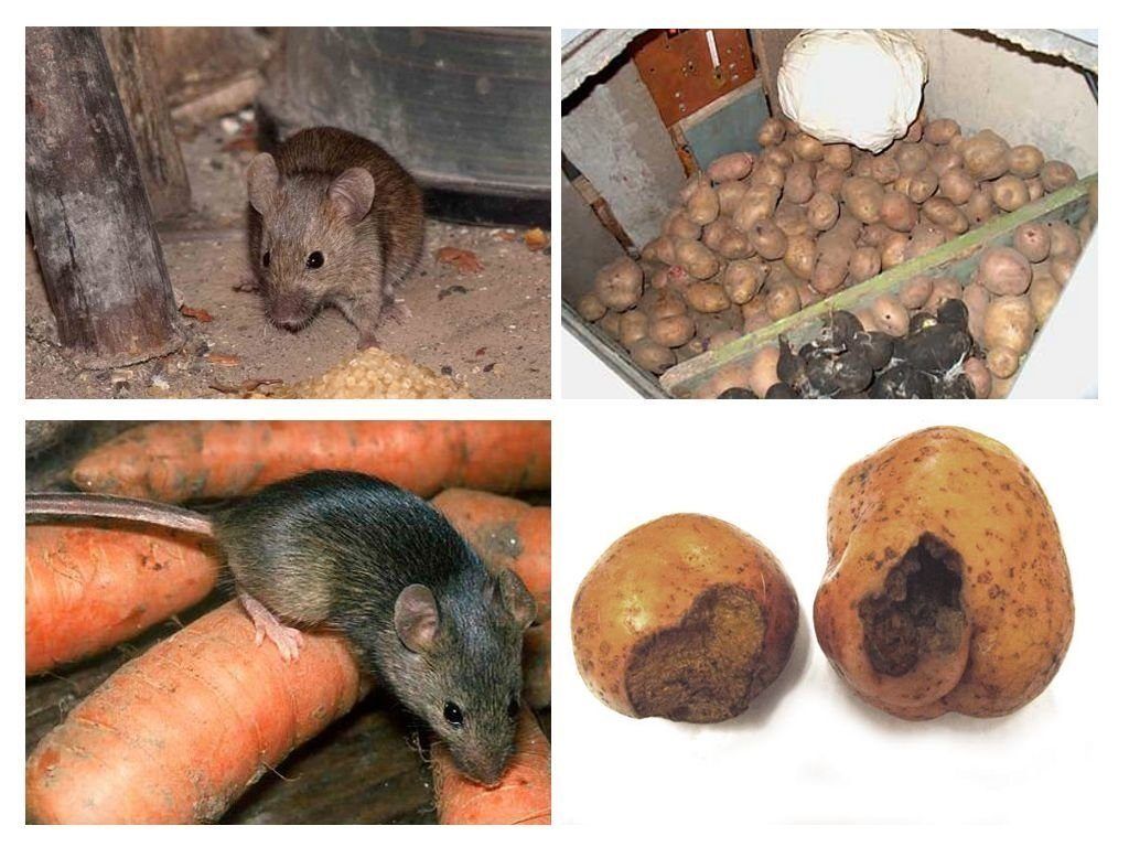 Обработка от грызунов крыс и мышей в Набережных Челнах