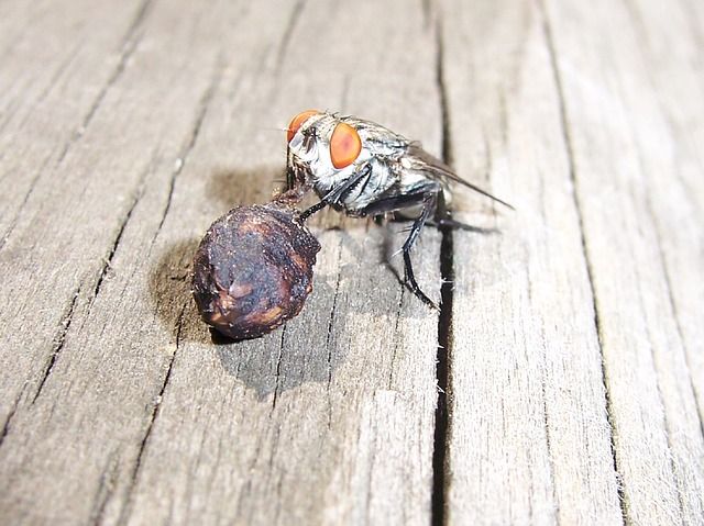 Профессиональное уничтожение мух в Набережных Челнах с гарантией