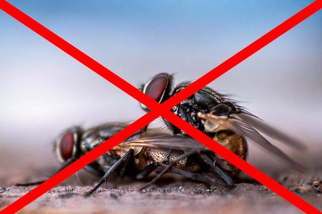 Профессиональное уничтожение мух в Набережных Челнах с гарантией