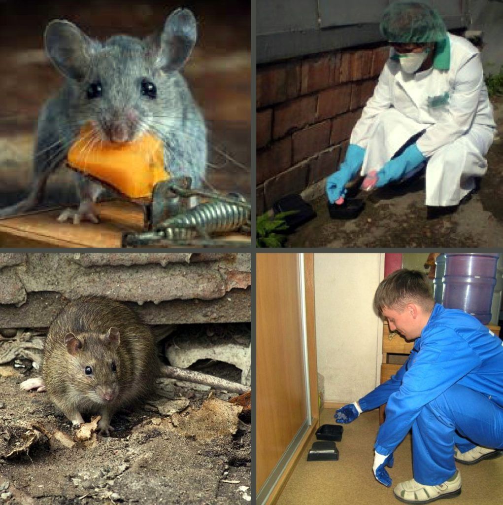 Дезинфекция от грызунов, крыс и мышей в Набережных Челнах