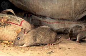 Дератизация от грызунов от крыс и мышей в Набережных Челнах