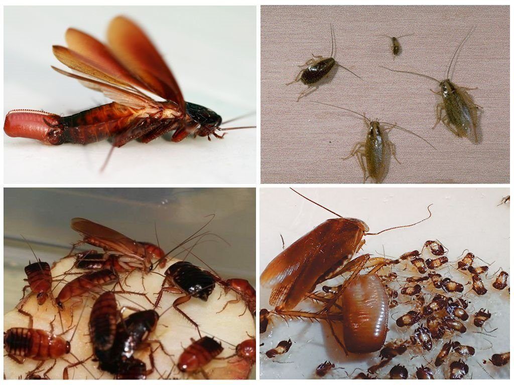 Уничтожение тараканов в квартире в Набережных Челнах 