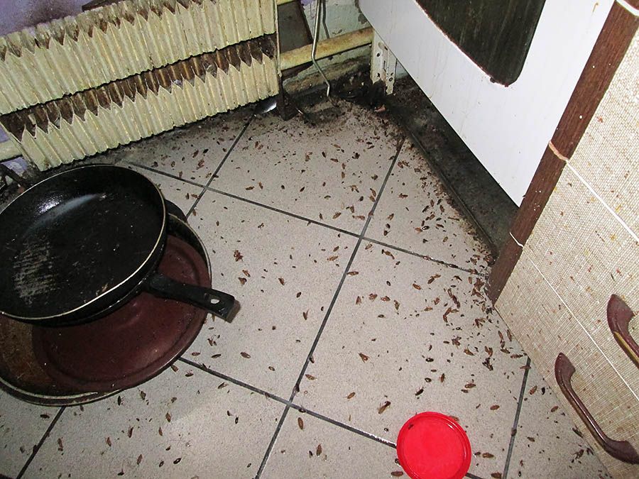 Санэпидемстанция от тараканов в Набережных Челнах, вызвать, цены